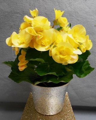 Rieger Begonia Assortment